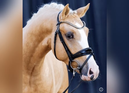 Duitse rijpony, Ruin, 5 Jaar, 147 cm, Palomino