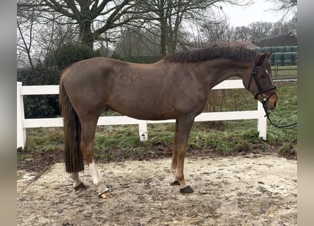 Duitse rijpony, Ruin, 5 Jaar, 148 cm, Donkere-vos