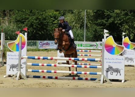 Duitse rijpony, Ruin, 5 Jaar, 148 cm, Donkere-vos