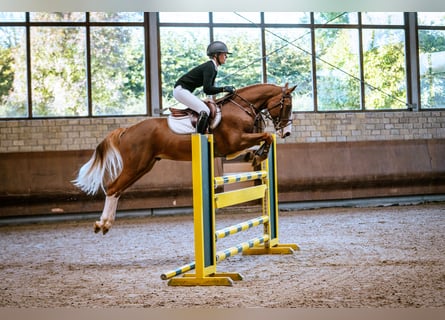 Duitse rijpony, Ruin, 5 Jaar, 148 cm, Vos