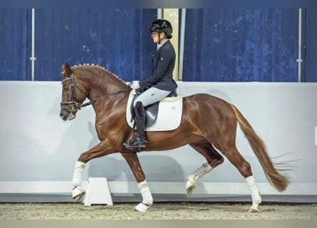 Duitse rijpony, Ruin, 5 Jaar, 149 cm, Donkere-vos