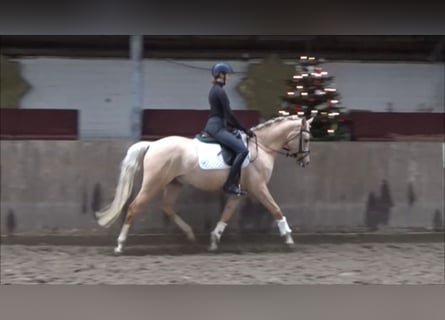 Duitse rijpony, Ruin, 5 Jaar, 152 cm, Palomino