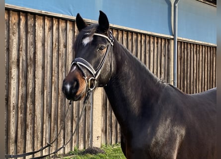 Duitse rijpony, Ruin, 5 Jaar, 152 cm, Zwartbruin