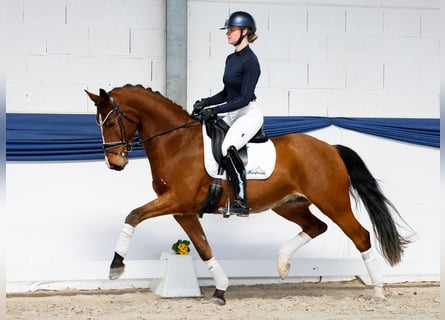 Duitse rijpony, Ruin, 5 Jaar, 156 cm, Bruin