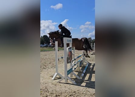 Duitse rijpony, Ruin, 6 Jaar, 144 cm, Donkere-vos