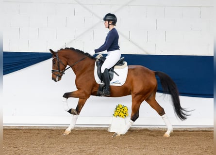 Duitse rijpony, Ruin, 6 Jaar, 146 cm, Bruin