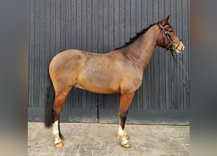 Duitse rijpony, Ruin, 6 Jaar, 146 cm, Bruin