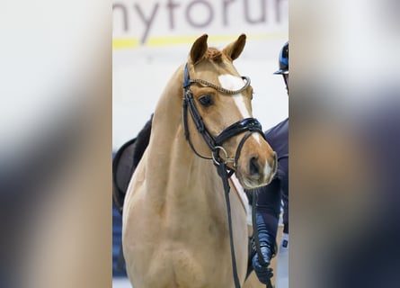 Duitse rijpony, Ruin, 6 Jaar, 146 cm, Donkere-vos