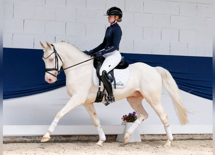 Duitse rijpony, Ruin, 6 Jaar, 147 cm, Cremello