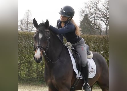 Duitse rijpony, Ruin, 6 Jaar, 147 cm, Donkerbruin