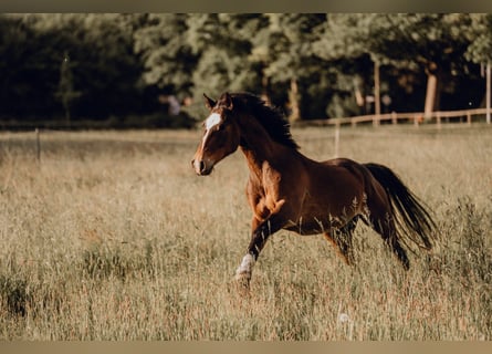 Duitse rijpony, Ruin, 6 Jaar, 148 cm, Donkerbruin