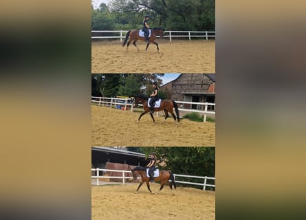 Duitse rijpony, Ruin, 6 Jaar, 148 cm