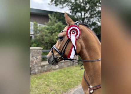 Duitse rijpony, Ruin, 6 Jaar, 148 cm, Falbe