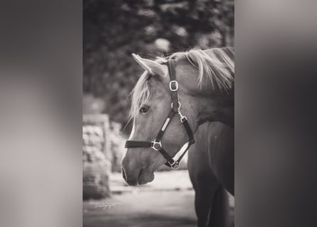 Duitse rijpony, Ruin, 6 Jaar, 148 cm, Vos