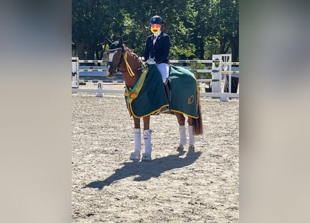 Duitse rijpony, Ruin, 6 Jaar, 148 cm, Vos