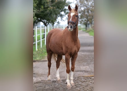 Duitse rijpony, Ruin, 6 Jaar, 150 cm, Vos