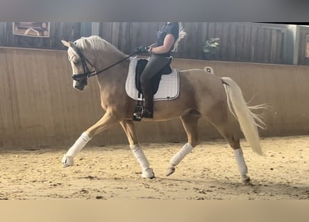 Duitse rijpony, Ruin, 6 Jaar, 155 cm, Palomino