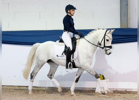 Duitse rijpony, Ruin, 7 Jaar, 138 cm, Schimmel