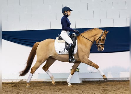 Duitse rijpony, Ruin, 7 Jaar, 140 cm, Falbe
