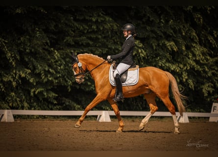 Duitse rijpony, Ruin, 7 Jaar, 143 cm, Palomino
