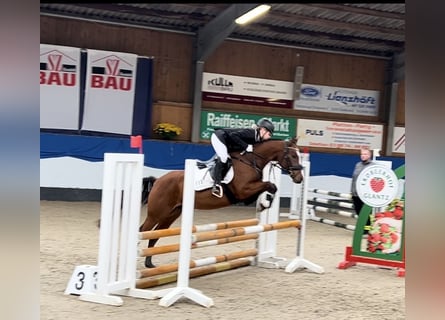 Duitse rijpony, Ruin, 7 Jaar, 144 cm, Bruin