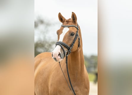 Deutsches Reitpony, Wallach, 7 Jahre, 147 cm, Fuchs