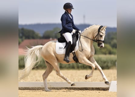 Duitse rijpony, Ruin, 7 Jaar, 148 cm, Palomino