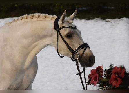 Duitse rijpony, Ruin, 7 Jaar, 148 cm, Palomino