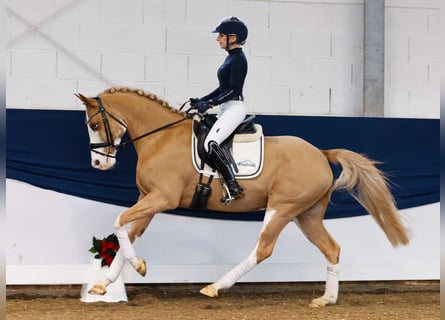 Duitse rijpony, Ruin, 7 Jaar, 148 cm, Vos