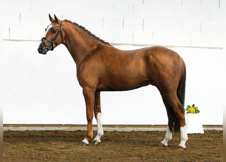 Duitse rijpony, Ruin, 7 Jaar, 148 cm, Vos