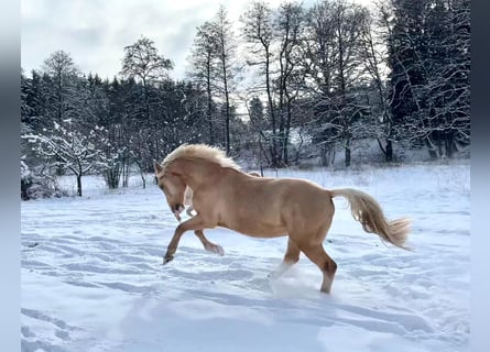 Duitse rijpony, Ruin, 7 Jaar, 151 cm, Palomino