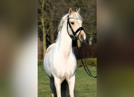 Duitse rijpony, Ruin, 7 Jaar, 152 cm, Palomino