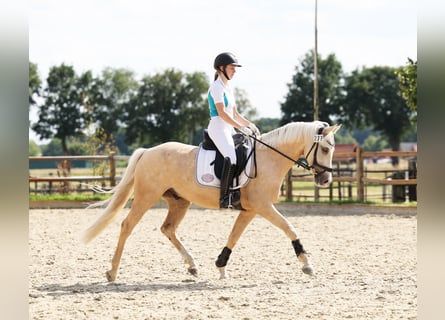Duitse rijpony, Ruin, 7 Jaar, 153 cm, Palomino