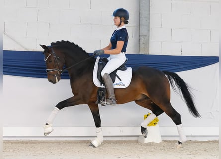 Duitse rijpony, Ruin, 7 Jaar, Donkerbruin