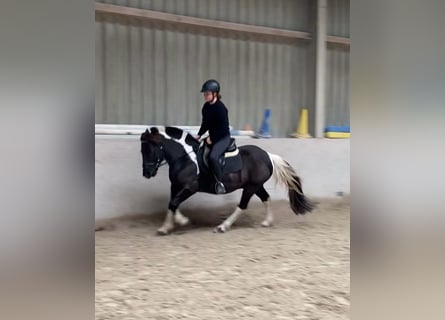 Duitse rijpony Mix, Ruin, 8 Jaar, 132 cm, Gevlekt-paard