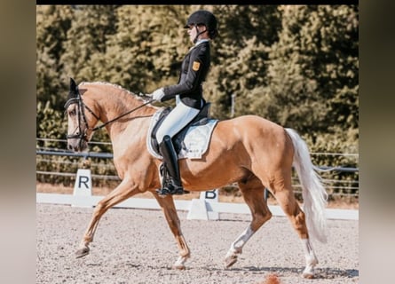 Duitse rijpony, Ruin, 8 Jaar, 146 cm, Palomino