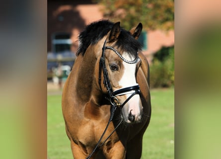 Duitse rijpony, Ruin, 8 Jaar, 148 cm, Falbe