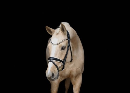 Duitse rijpony, Ruin, 8 Jaar, 148 cm, Palomino