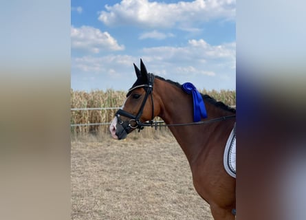 Duitse rijpony, Ruin, 9 Jaar, 148 cm, Bruin