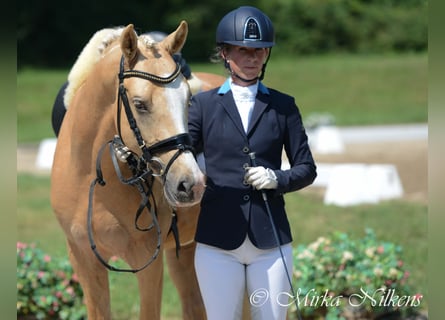 Duitse rijpony, Ruin, 9 Jaar, 148 cm, Palomino