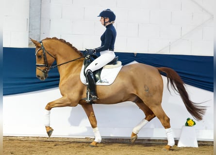 Duitse rijpony, Ruin, 9 Jaar, 149 cm, Vos