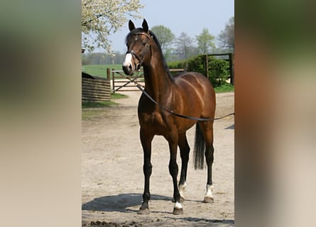Koń pełnej krwi angielskiej, Ogier, 25 lat, 172 cm, Gniada