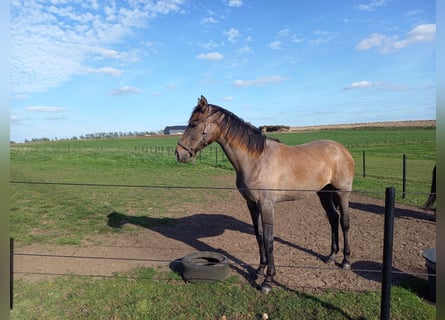 Duński koń gorącokrwisty, Klacz, 2 lat, 170 cm, Siwa