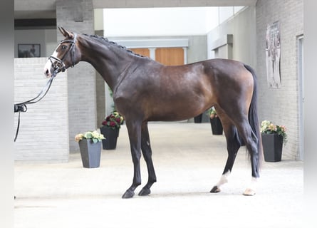 Duński koń gorącokrwisty, Klacz, 4 lat, 169 cm, Gniada