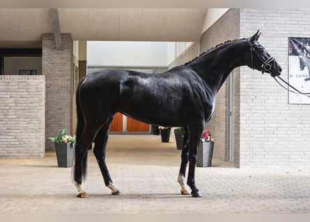 Duński koń gorącokrwisty, Klacz, 4 lat, 170 cm, Kara