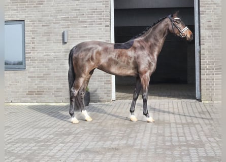 Duński koń gorącokrwisty, Klacz, 4 lat, 170 cm, Kara