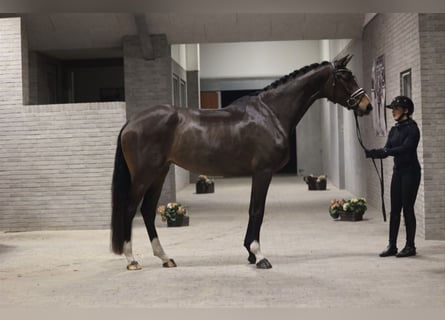 Duński koń gorącokrwisty, Klacz, 4 lat, 173 cm, Ciemnogniada
