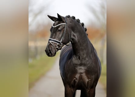 Duński koń gorącokrwisty, Klacz, 5 lat, 167 cm, Kara