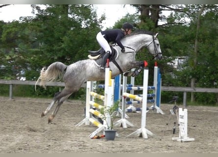 Duński koń gorącokrwisty, Klacz, 6 lat, 165 cm, Siwa