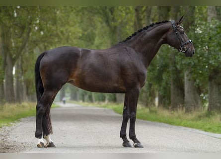 Duński koń gorącokrwisty, Klacz, 6 lat, 172 cm, Ciemnogniada